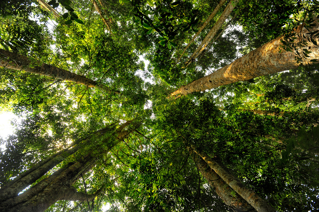 Sustainable Tropical Forestry